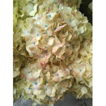 Hydrangea S-Collection Select -  Speckled Egg