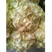 Hydrangea S-Collection Premium -  Speckled Egg