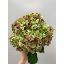 Hydrangea S-Collection Antique Emarald Green