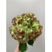 Hydrangea S-Collection Antique Emarald Green