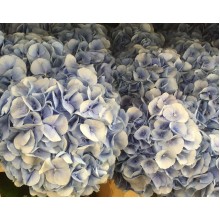 Hydrangea In Special Colours Box 