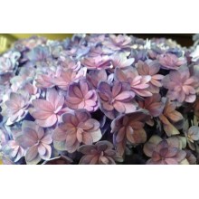 Hydrangea Farm  E-Collection Box