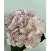 Hydrangea K-Collection Force Pink Hydrangea K-Collection Force Pink