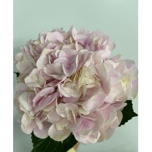 Hydrangea K-Collection Force Pink