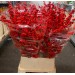 Ilex Red 