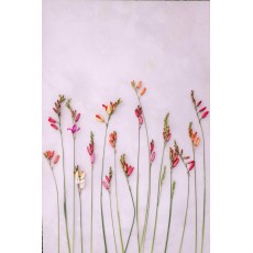 Ixia Mixed 