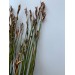 Cape Grass 