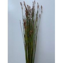 Cape Grass 