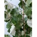 Chinese Poplar 