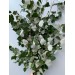 Chinese Poplar 