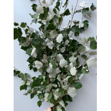 Chinese Poplar 