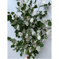 Chinese Poplar 