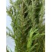 Grass Filler 