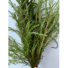 Grass Filler 