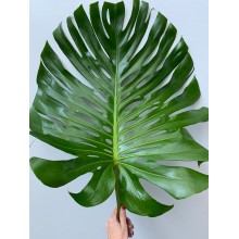 Delicious Monster Leaf