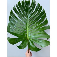 Delicious Monster Leaf