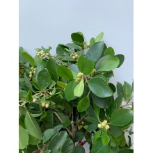 Poplar 