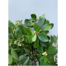 Poplar 