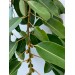 Rubber Leaf 