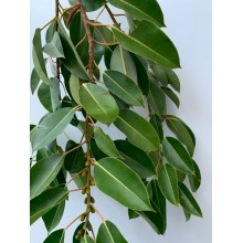 Rubber Leaf 