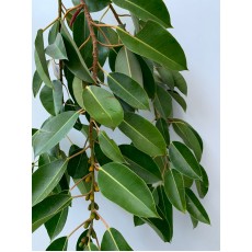 Rubber Leaf 