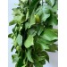 Citrus Leaves