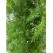 Sprengeri Fern