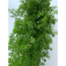 Sprengeri Fern