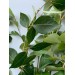 Wild Fig 