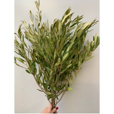 Wild Olive 