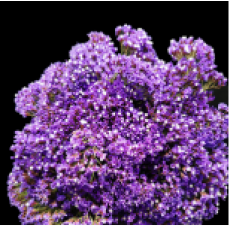 Limonium Perezi