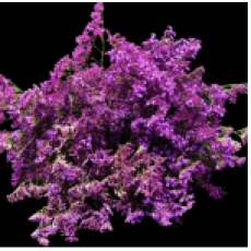 Limonium Shooting Star 