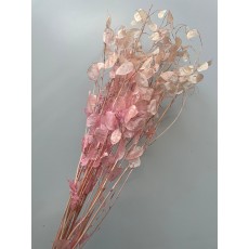 Lunaria Pale/Light Pink