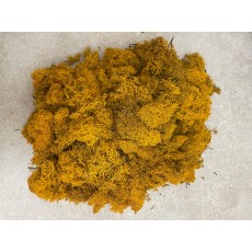 Moss  Fall Yellow