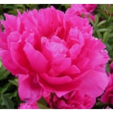 Peony - Gilbert Barthelot