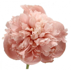 Peony - Ameretto Dyed