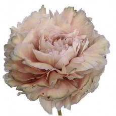 Peony - Khaki Shades Dyed