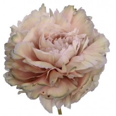 Peony - Khaki Shades 