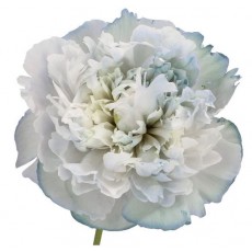 Peony - Sky 