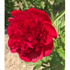 Peony - Pillow Talk 60cm