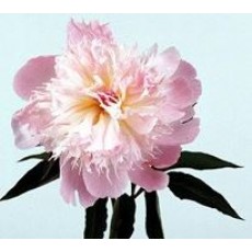 Peony Alertie 50cm