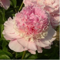 Peony - Angel Cheeks
