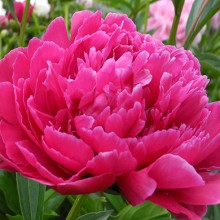 Peony - Bunker Hill