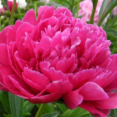 Peony - Bunker Hill