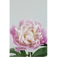 Peony - Catherine Fontijn