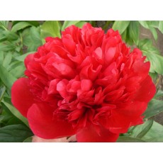 Peony - Diana Parks 50cm