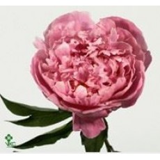 Peony - Dr Alexander Flemming (Seasonal)