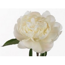 Peony - Edens Temptation