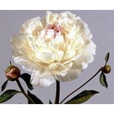 Peony - Festiva Maxima 