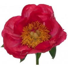 Peony - Flame